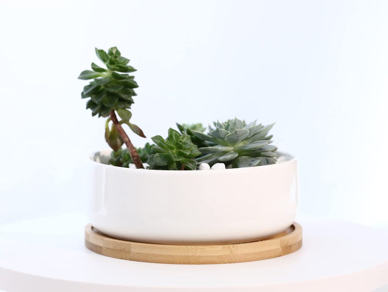 LANKER 6.3 Inch Round White Ceramic Succulent Planter Pot Decorative Cactus Plant Pot Flower Container with Bamboo Tray (Round 6.3Inch) - Image 5